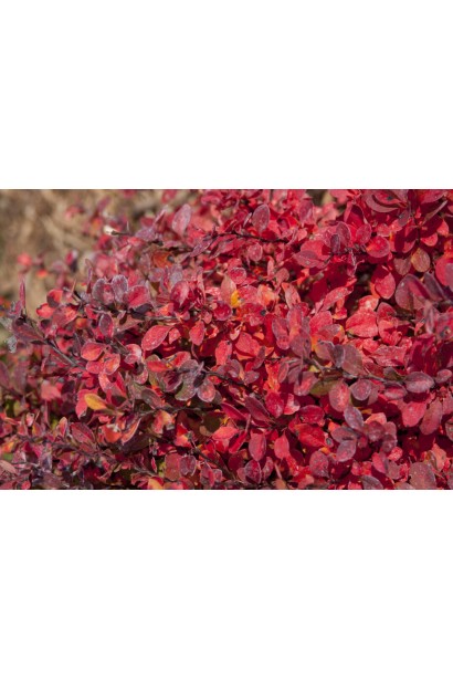 Осіннє листя барбариса Лімончелло